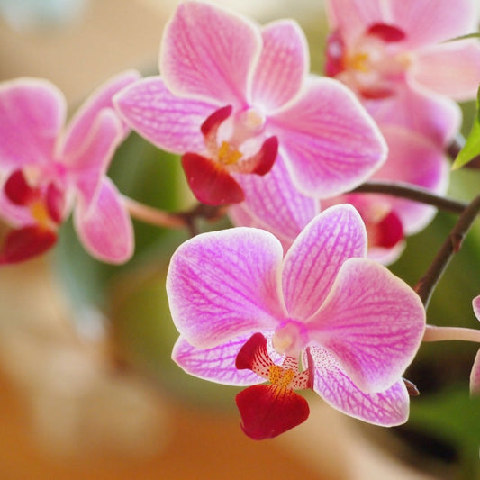 Fragancia de Orquideas 