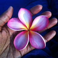 Fragancia de Plumeria 