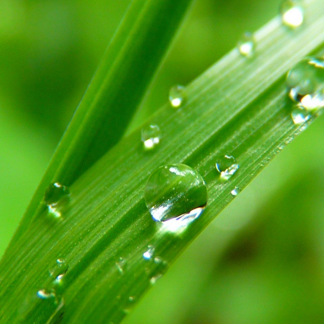 Fragancia de Sweet Grass
